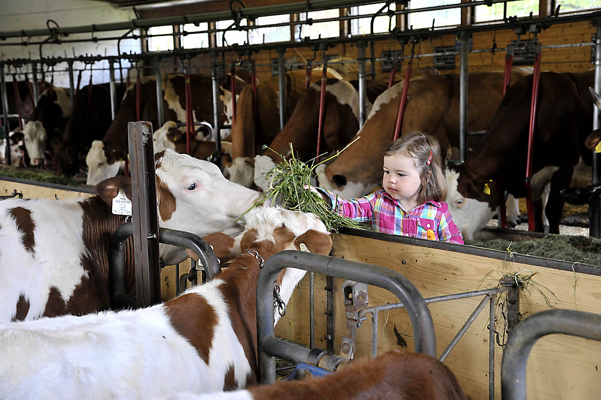Tiere am Bauernhof, Streichelzoo, Mithilfe im Stall, täglich frische